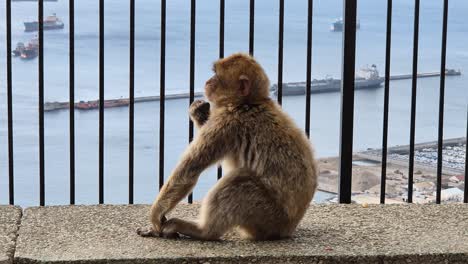 Pequeño-Macaco-De-Berbería-En-Un-Día-Soleado-Con-Buques-De-Carga-Al-Fondo,-El-Peñón-De-Gibraltar