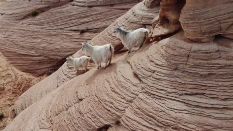 A-spectacular-close-up-drone-shot-of-a-band-of-three-mountain-goats-climbing-and-trekking-along-a-rock-wall-in-the-middle-of-the-desert-near-Antelope-Canyon,-just-East-of-Page,-Arizona