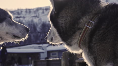 Husky-sleigh-dogs-up-close-turning-their-head,-winter-sun-in-Nordic-country