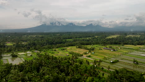 Campos-De-Arroz-Con-Montañas-Al-Fondo,-Indonesia.