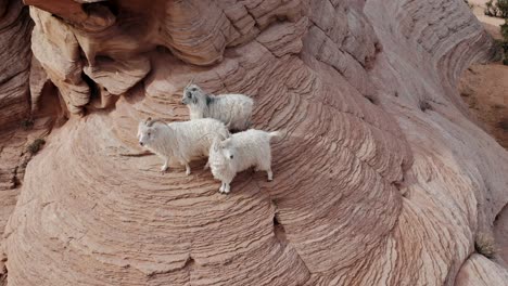 Un-Espectacular-Primer-Plano-De-Un-Dron-De-Una-Banda-De-Tres-Cabras-Montesas-Escalando-Y-Caminando-A-Lo-Largo-De-Una-Pared-De-Roca-En-Medio-Del-Desierto-Cerca-De-Antelope-Canyon,-Justo-Al-Este-De-Page,-Arizona.