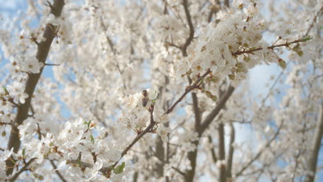 Bees-pollinating-apricot-flowers-in-spring