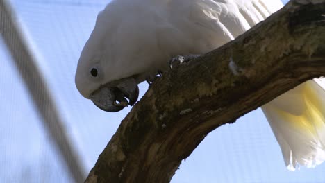 Loro-Masticando-Un-Trozo-De-Corteza-A-Cámara-Lenta