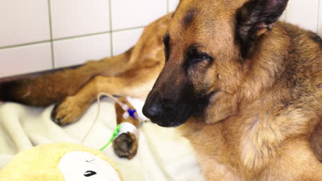 Deutscher-Schäferhund-In-Der-Tierklinik-Nach-Der-Operation