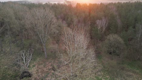 Kahle-Bäume-Im-Laubwald-Bei-Sonnenuntergang