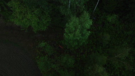 Aerial-view-following-deers-in-middle-of-forest,-summer-evening-in-Finland