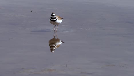 Reflection-of-a-killdeer-walking-in-shallow-water