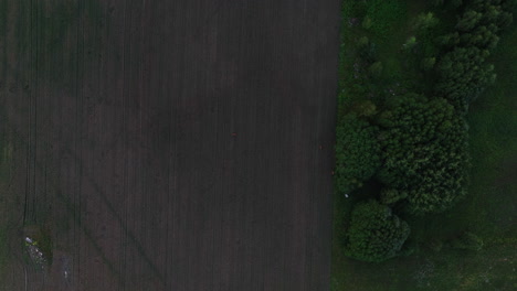 Vista-Aérea-Descendiendo-Sobre-Ciervos-En-Un-Campo-Rural---Odocoileus-Virginianus