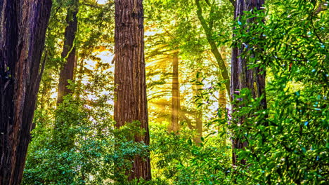 Timelapse-of-Sun-Rays-Breaking-Through-Woods-in-Forest,-Redwood-Trees-on-Humid-Day-After-Rain