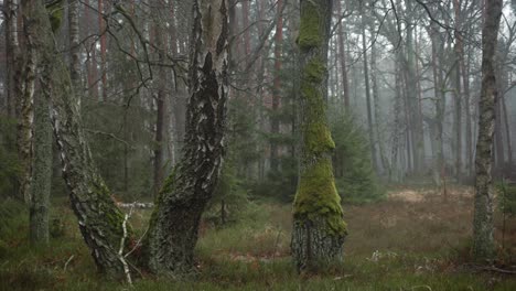 Große,-Mit-Moos-Bedeckte-Birken-In-Einem-Launischen-Wald-Des-Kampinos-Nationalparks-In-Polen