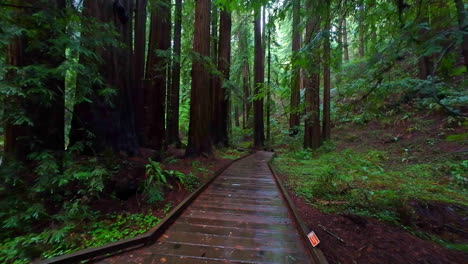 Walking-on-Wet-Wooden-Path-Between-High-Redwood-Trees
