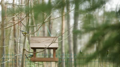 Garden-birds-coming-to-wooden-feeder-hanging-on-tree