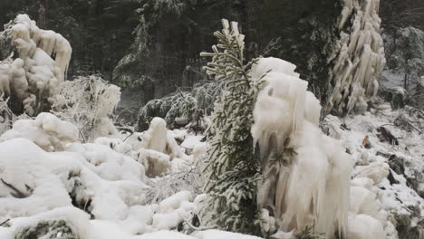 Pine-trees-covered-in-ice-by-the-relentless-spray-of-a-winter-waterfall