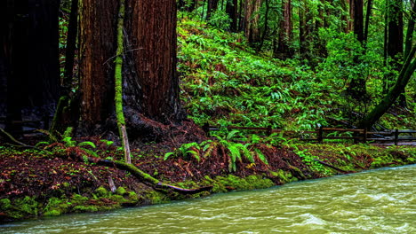 Time-Lapse,-People-on-Path-Under-High-Redwood-Trees-by-Creek-on-Wet-Humid-Day,-Muir-National-Monument-Forest,-California-USA