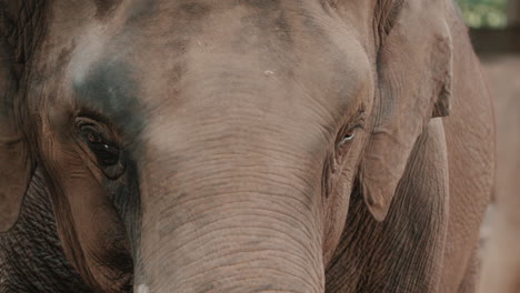 Captive-Endangered-Elephant-In-The-Zoo