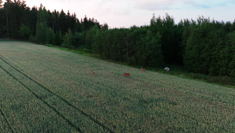 Flying-around-deers-on-rural-farmlands,-summer-sunset-in-Finland---Aerial-view