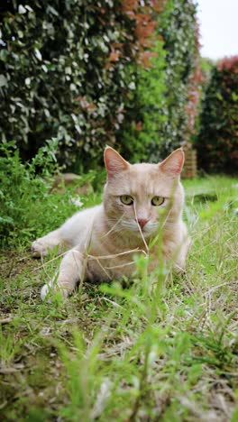 Slowmotion-vertical-dolly-towards-a-ginger-cat-lying-down-in-the-grass