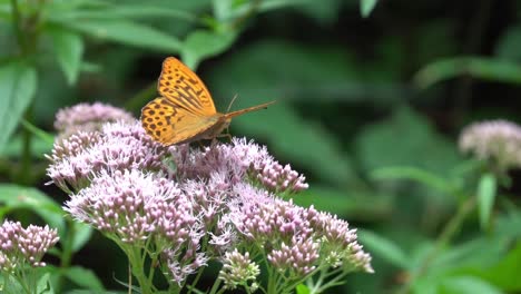 Argynnis-Paphia-Schmetterling-Bei-Hanf-Odermennig-Eupatorium-Cannabinum