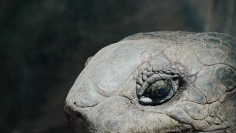 Halbnahaufnahme-Einer-Riesigen-Aldabra-Schildkröte,-Die-Ihren-Kopf-In-Die-Kamera-Hebt