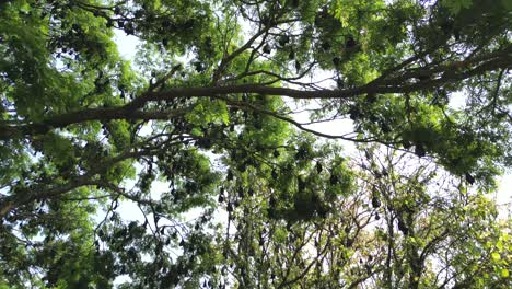 Los-Murciélagos-Frugívoros-Que-Colgaban-De-Los-árboles-Condujeron-La-Vista-En-Kolhapur.