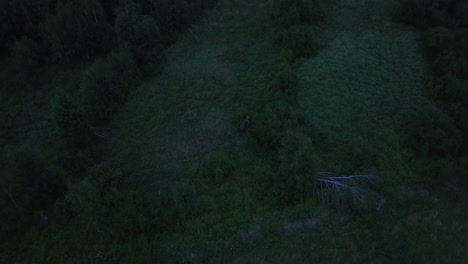 Aerial-view-tilting-away-from-a-moose-hiding-in-dark,-woodlands-of-Finland