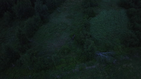 Vista-Aérea-Alejándose-De-Un-Alce-Escondido-En-Los-Bosques-Oscuros-De-Finlandia