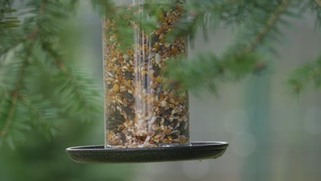 Ein-Vogel-Am-Futterhäuschen-Im-Garten,-Nahaufnahme,-Kohlmeise