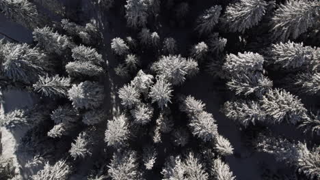 Aerial-view-of-a-winter-forest-in-a-sunny-day