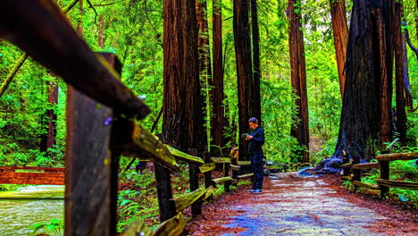 Tourists-on-Trail-Under-High-Redwood-Trees-and-by-the-Creek