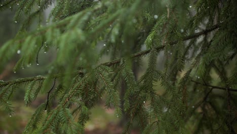Wet-Pine-Tree-Needles-After-Rainfall