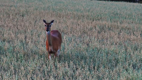 Telephoto-drone-shot-of-a-deer-on-a-countryside-field,-summer-evening-in-Scandinavia