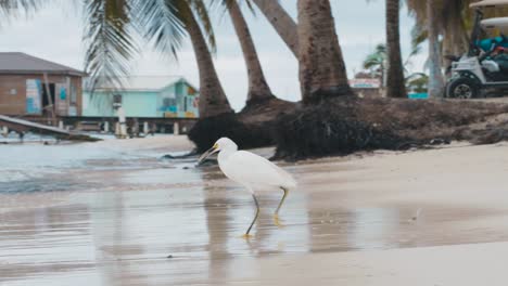 Ein-Vogel-Namens-Garceta-Blanca-Frisst-Einen-Fisch,-Der-Gerade-Am-Ufer-Gefangen-Wurde.-Ein-Vogel-Namens-Garceta-Blanca-Mit-Gelbem-Schnabel-Frisst-Einen-Fisch,-Der-Gerade-Mit-Seinem-Schnabel-Am-Ufer-Gefangen-Wurde,-Belize