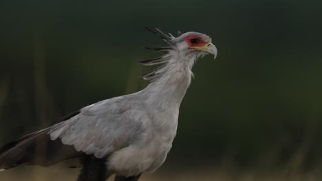 A-secretary-bird-walks-in-the-African-savannah-on-a-rainy-day