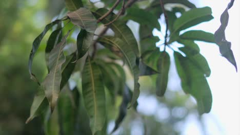 Mangobaum-Blätter-Nahaufnahme