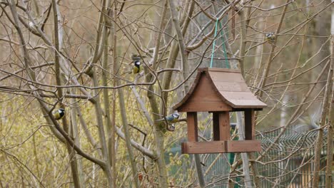 garden-birds-coming-to-wooden-birds-feeder-hanging-on-tree,-spring-time