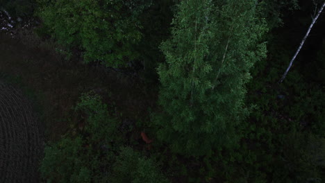 Drone-following-deers-between-woods,-gloomy,-summer-evening-in-Scandinavia