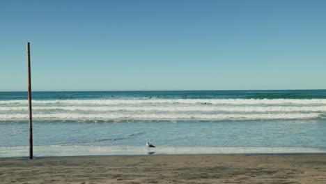 California-surfers-on-a-sunny-day-with-seagull-in-foreground-slow-motion