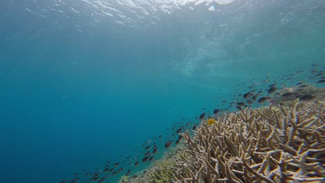 Tropische-Fische-Und-Klares-Blaues-Wasser-In-Indonesien
