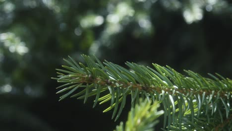 Close-up-of-a-green-pine-branch-illuminated-by-sunlight,-showcasing-vibrant-needles-and-intricate-details