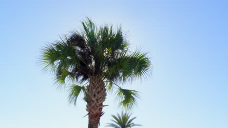 Majestätische-Florida-Palme,-Die-An-Einem-Sonnigen-Tag-Im-Wind-Weht