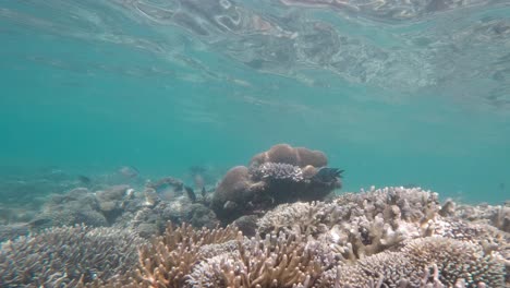 Korallenriff-Im-Flachwasser-Mit-Sichtbarer-Oberfläche,-Aufgenommen-In-Einer-Unterwasseraufnahme