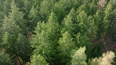 Toma-Aérea-De-árboles-Coníferos-En-Un-Bosque-Denso