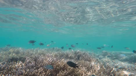 Escuela-De-Peces-Nadando-Sobre-Los-Arrecifes-De-Coral.