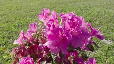 Cerca-De-Flores-Rosadas-En-Un-Agrden