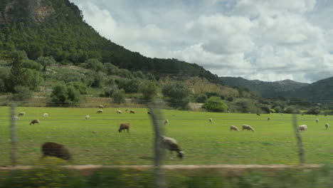 Scenic-view-of-sheep-grazing-in-Mallorca's-lush-landscape