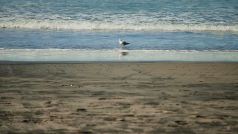 Common-seagull-walking-and-swimming-in-the-gentle-ocean-tide-slow-motion