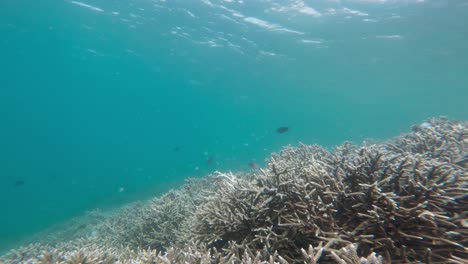 A-handheld-underwater-shot-over-a-coral-reef,-in-the-Komodo-Island