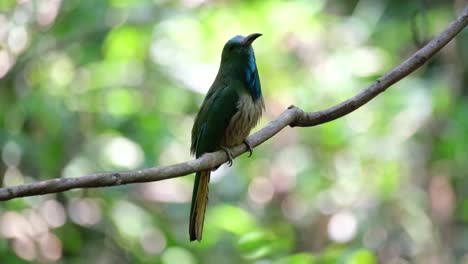 Camera-zooms-in-while-this-bird-is-perched-on-a-vine-as-it-looks-around,-Blue-bearded-Bee-eater-Nyctyornis-athertoni,-Thailand