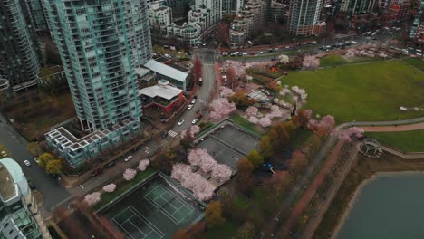 aerial-shot-revealing-david-vancouver-city-skyline-and-david-lam-park-with-cherry-blossom-during-an-overcast-day-in-spring,-british-columbia,-canada