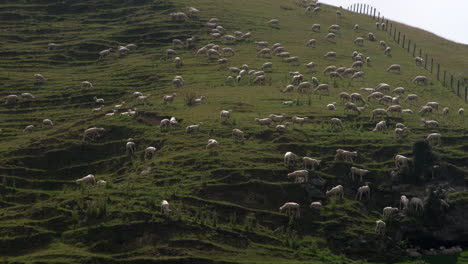 Beobachten-Sie-Eine-Herde-Schafe,-Die-Friedlich-Auf-Einem-Offenen-Feld-In-Dunedin,-Neuseeland,-Das-Saftige-Gras-Fressen